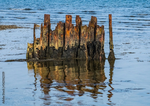 Obraz Separated rusting Breakwater with seaweed and reflection