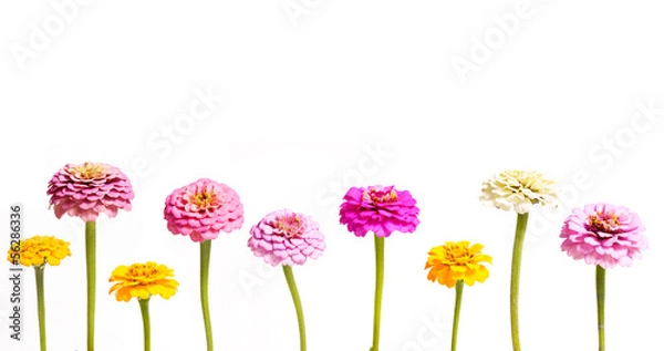 Obraz Zinnia in a Row