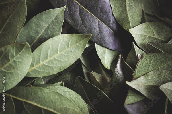 Fototapeta Close up of dark green leaves background. Daphne leaves. Dark and moody background concept with plant leaves. Top view. Selective focus
