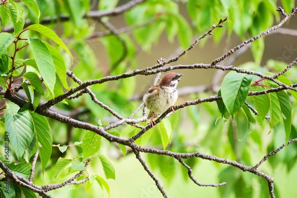 Obraz 木の枝に止まって鳴くスズメ