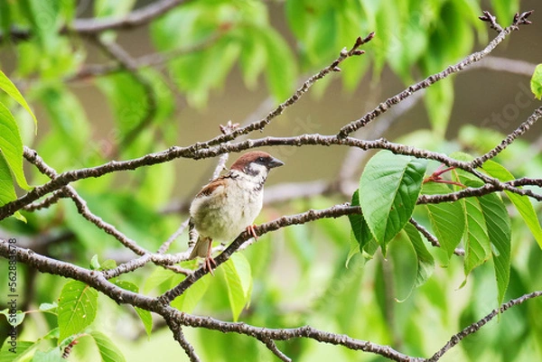 Obraz 《クローズアップ》枝にとまるスズメ