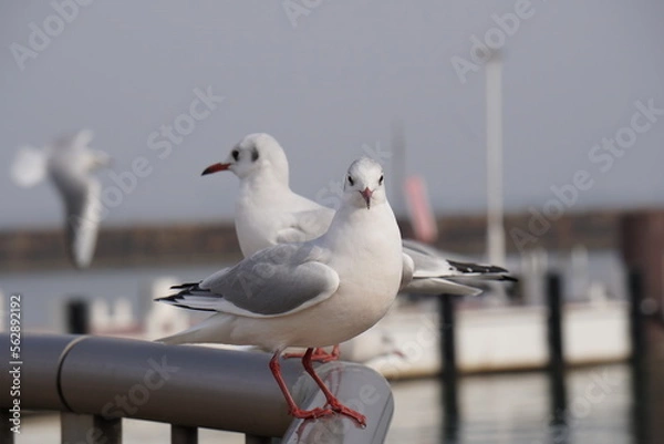 Obraz 琵琶湖大津港のユリカモメ