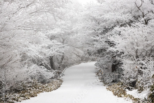 Fototapeta snow covered trees
