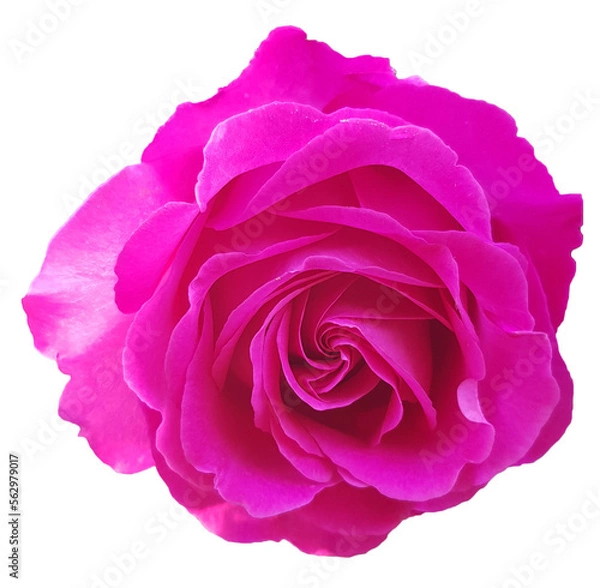 Obraz Pink rose isolated