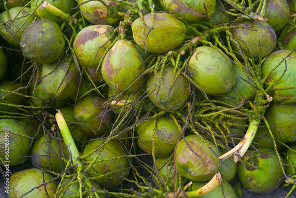 Obraz A buik of fresh coconuts ready to be sold in tropical country