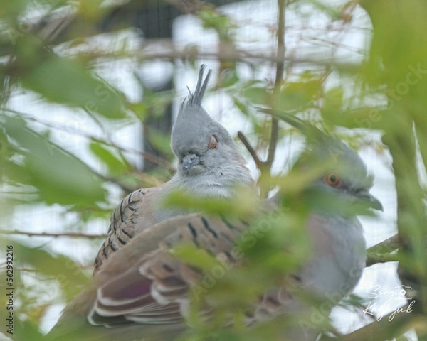 Obraz Australian dove