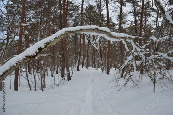 Fototapeta 冬の五色沼