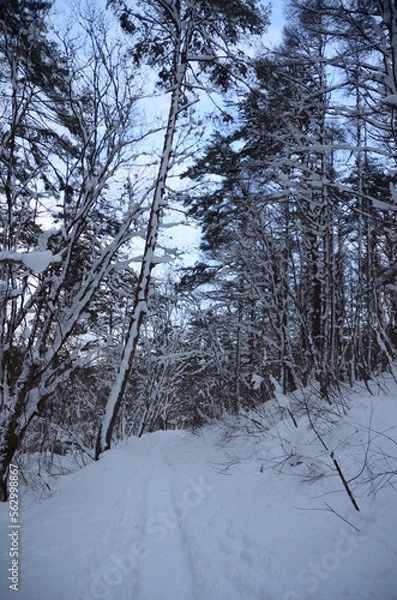 Fototapeta 冬の五色沼