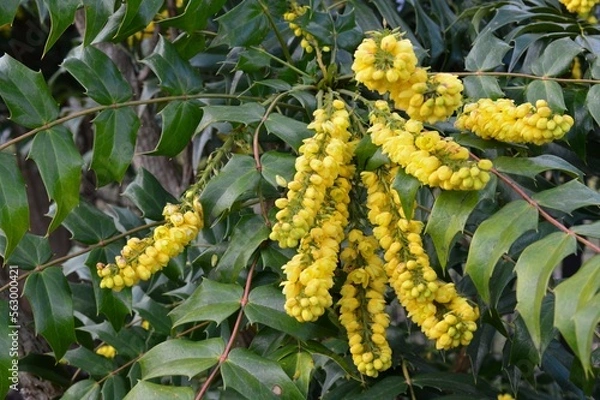 Fototapeta 植物園のマホニア・メディア　チャリティー