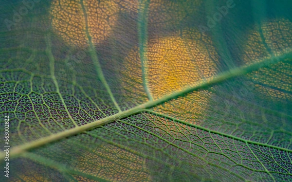 Fototapeta leaf texture, leaf background with veins and cells - macro photography