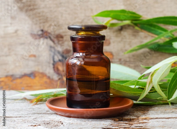 Obraz Pharmacy bottle with willow bark extract (tincture, infusion). Willow leaves close up. Old wooden background. Aromatherapy, spa and herbal medicine concept.