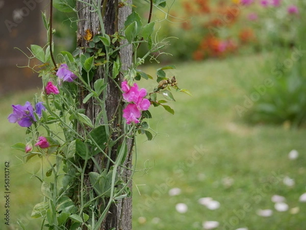 Obraz Pflanzen am Pfahl