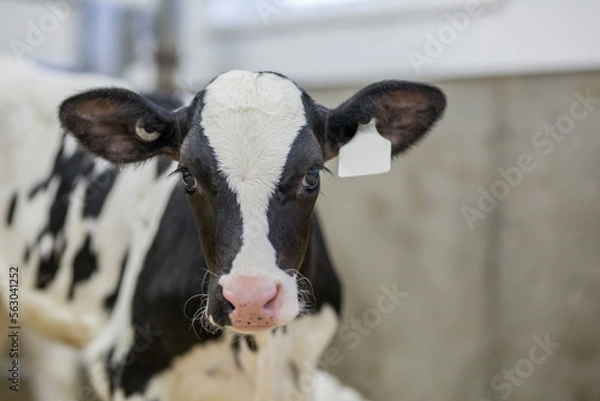Obraz Holstein calf newborn in dairy farm nursery