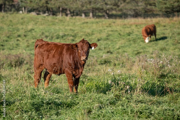 Obraz Limousin beef cow standing in a green pasture on a farm located in Quebec, Canada on a beautiful autumn day.