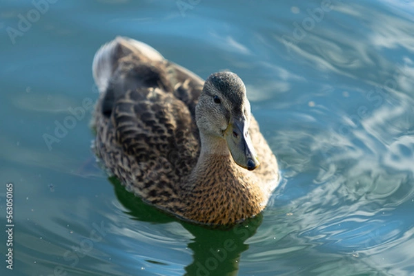 Obraz Mallard duck swimming