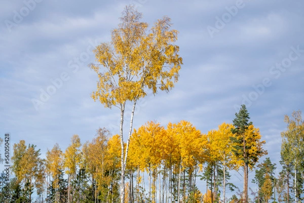 Obraz Autumn birch trees