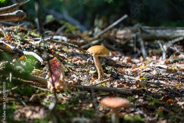 Obraz Mushroom in the forest