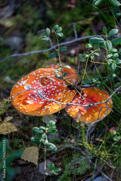 Obraz Fly agaric mushroom