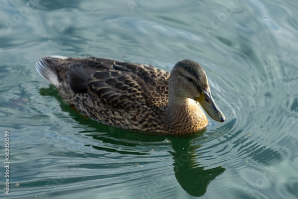 Obraz Mallard duck swimming