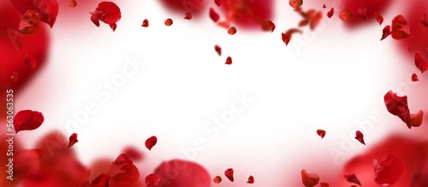 Obraz Backdrop of rose petals isolated on a transparent background. Valentine day background.	