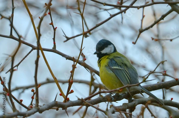 Fototapeta Bogatka na gałęzi