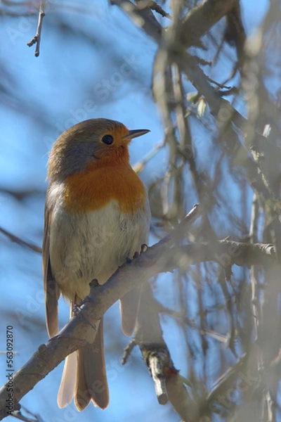 Fototapeta Rudzik w pionie