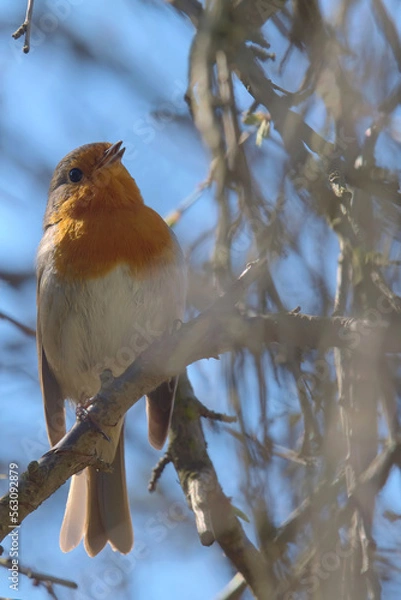 Fototapeta Śpiewający rudzik