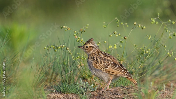 Fototapeta Sky Lark (Alauda arvensis) sitting in grass with a green background.