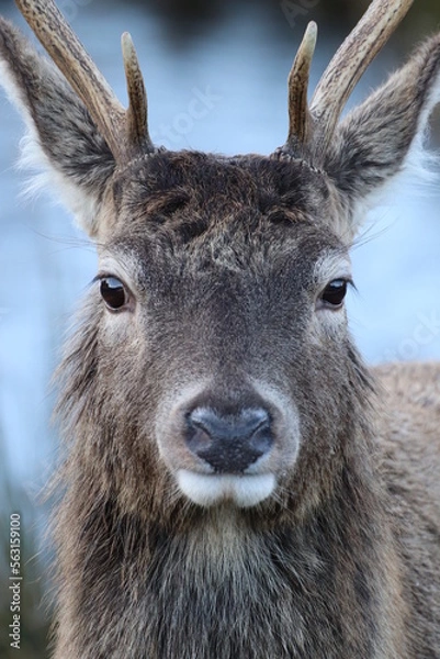 Fototapeta Deer Face Up Close