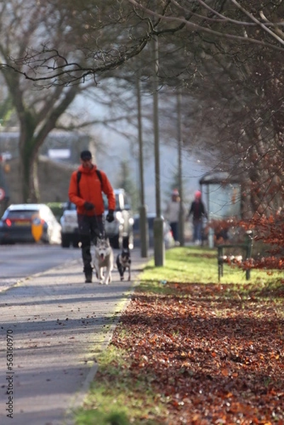 Fototapeta Walking Dogs