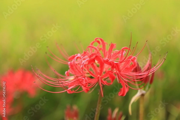 Fototapeta 彼岸花