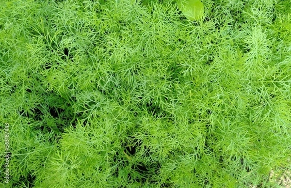 Fototapeta green grass background