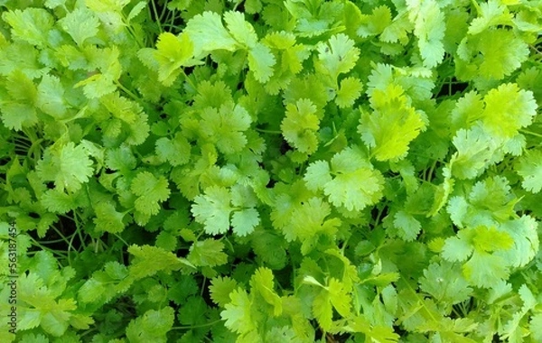 Fototapeta garden coriander
