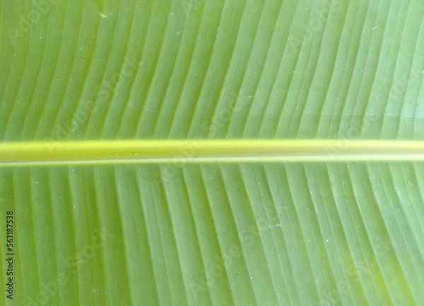 Fototapeta green leaf texture