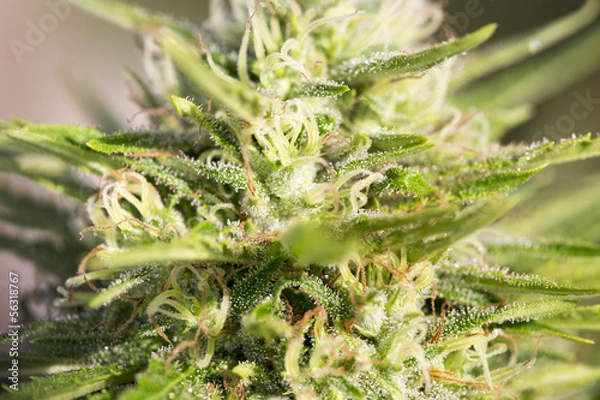 Obraz marijuana con flores hembras