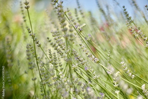 Fototapeta  Lavender backgrounds. Blooming field. Meadow. Aromatherapy. SPA. Close-up flowers and grass and sky.