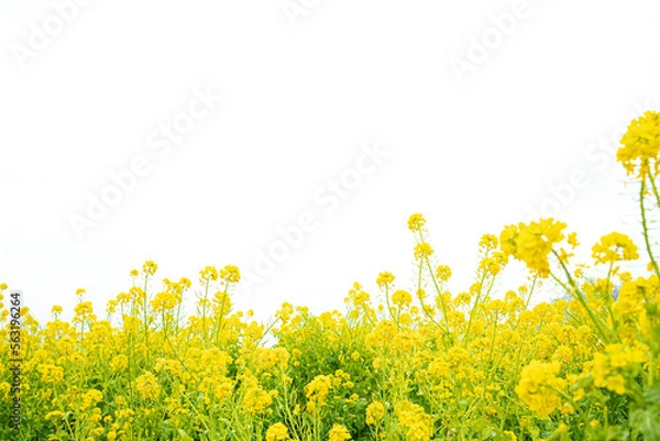 Obraz 明るい環境の菜の花