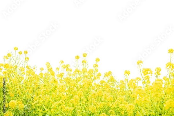 Obraz 明るい環境の菜の花