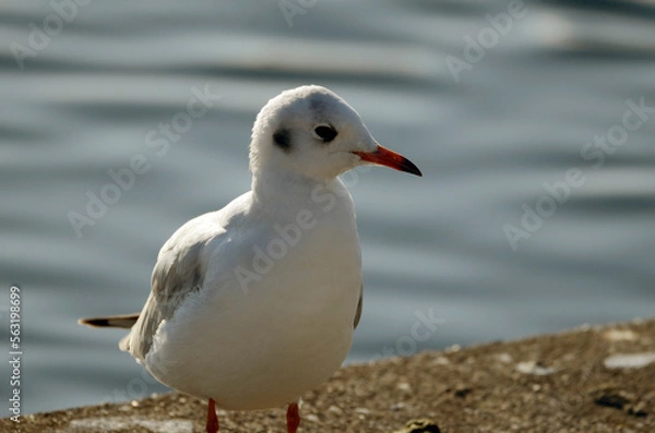 Fototapeta ユリカモメ
