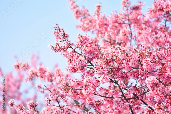 Fototapeta Cherry Blossom_2