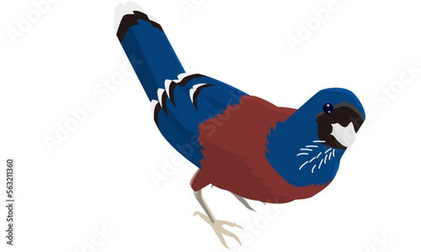 Obraz 南国奄美のルリカケス　リアル調