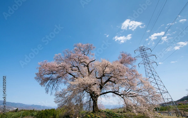 Obraz よく晴れた日に撮影したわに塚の桜