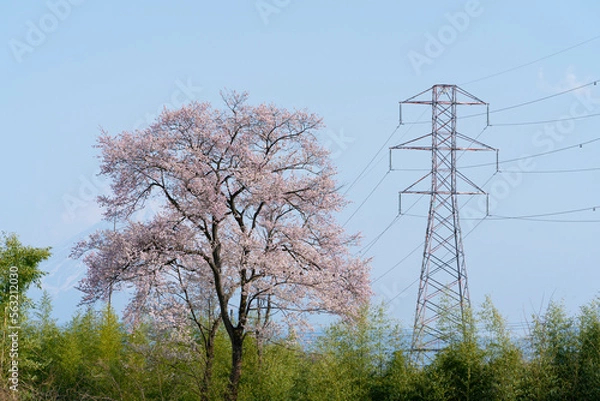 Obraz よく晴れた日に撮影したわに塚の桜