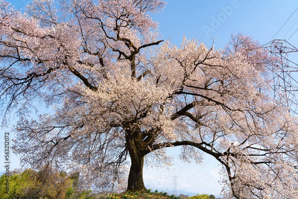 Obraz よく晴れた日に撮影したわに塚の桜