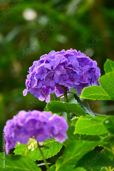 Fototapeta ≪縦長≫ 紫色のあじさい