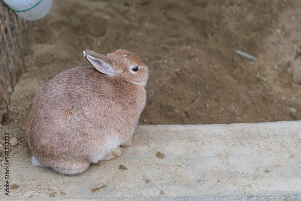 Obraz 座っている茶色のうさぎ