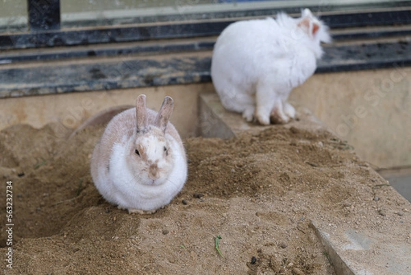 Obraz 座っている２匹の白いウサギ