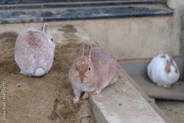 Obraz 座っている３匹のウサギ