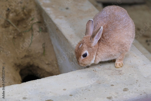 Obraz 穴を覗き込んでいる１匹の小さなウサギ