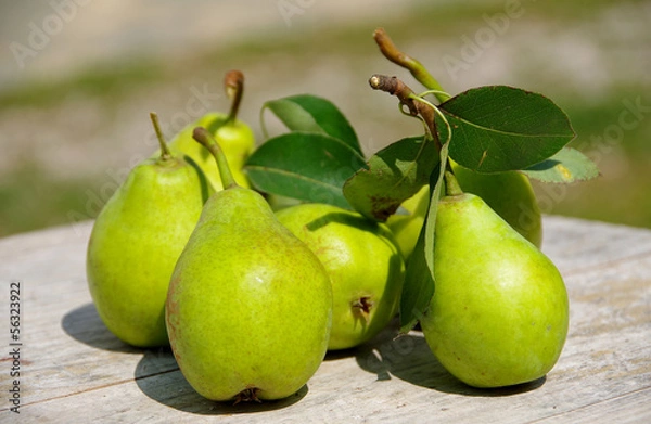Obraz Green pears